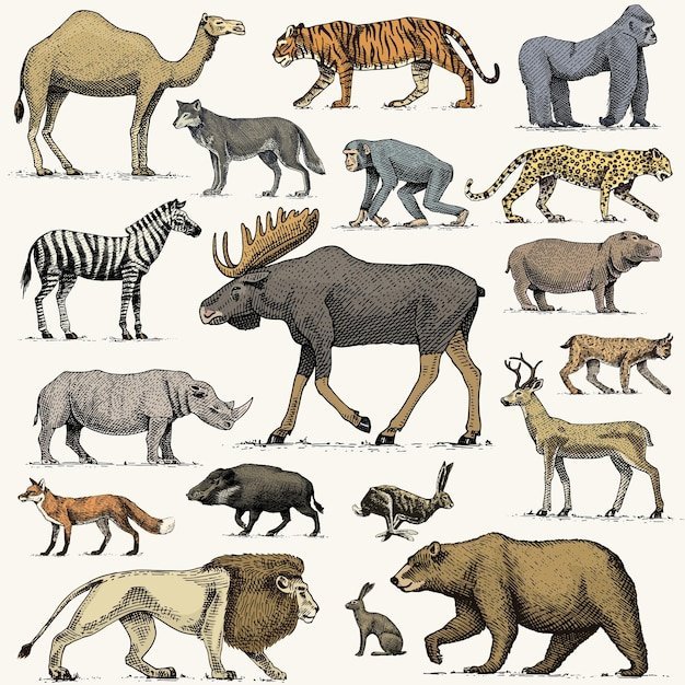 Евразия рисунки животных фото