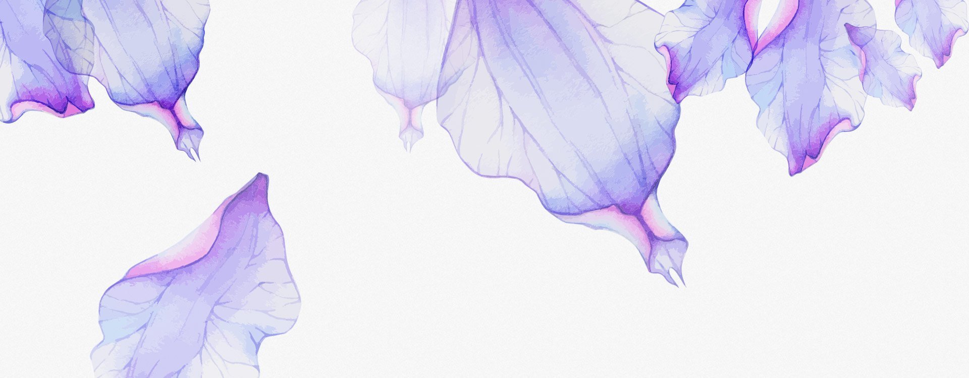 Фиолетовые цветы акварелью на прозрачном фоне фото