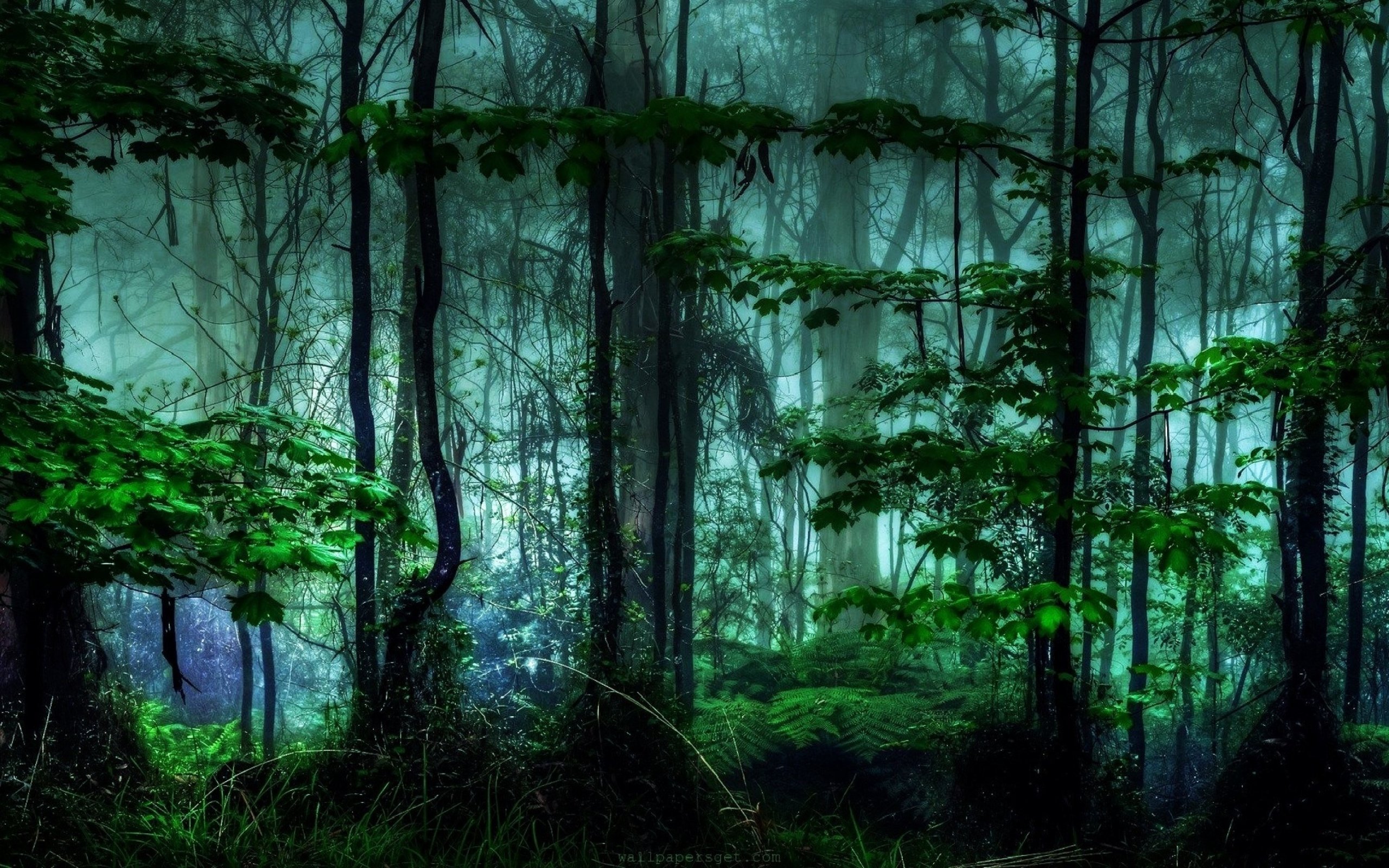 Фоновый рисунок лес фото