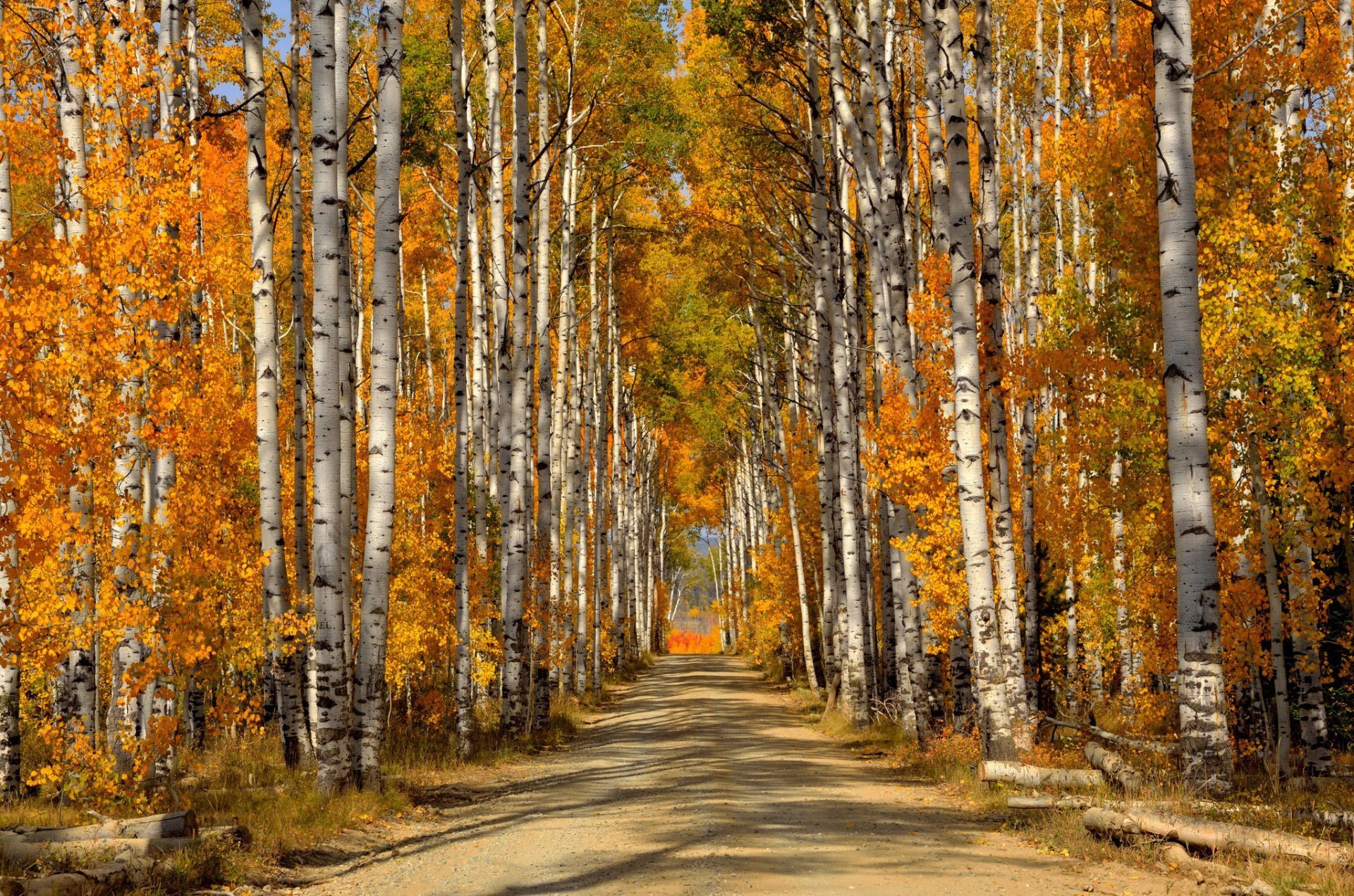 Фоновый рисунок осень в лесу фото