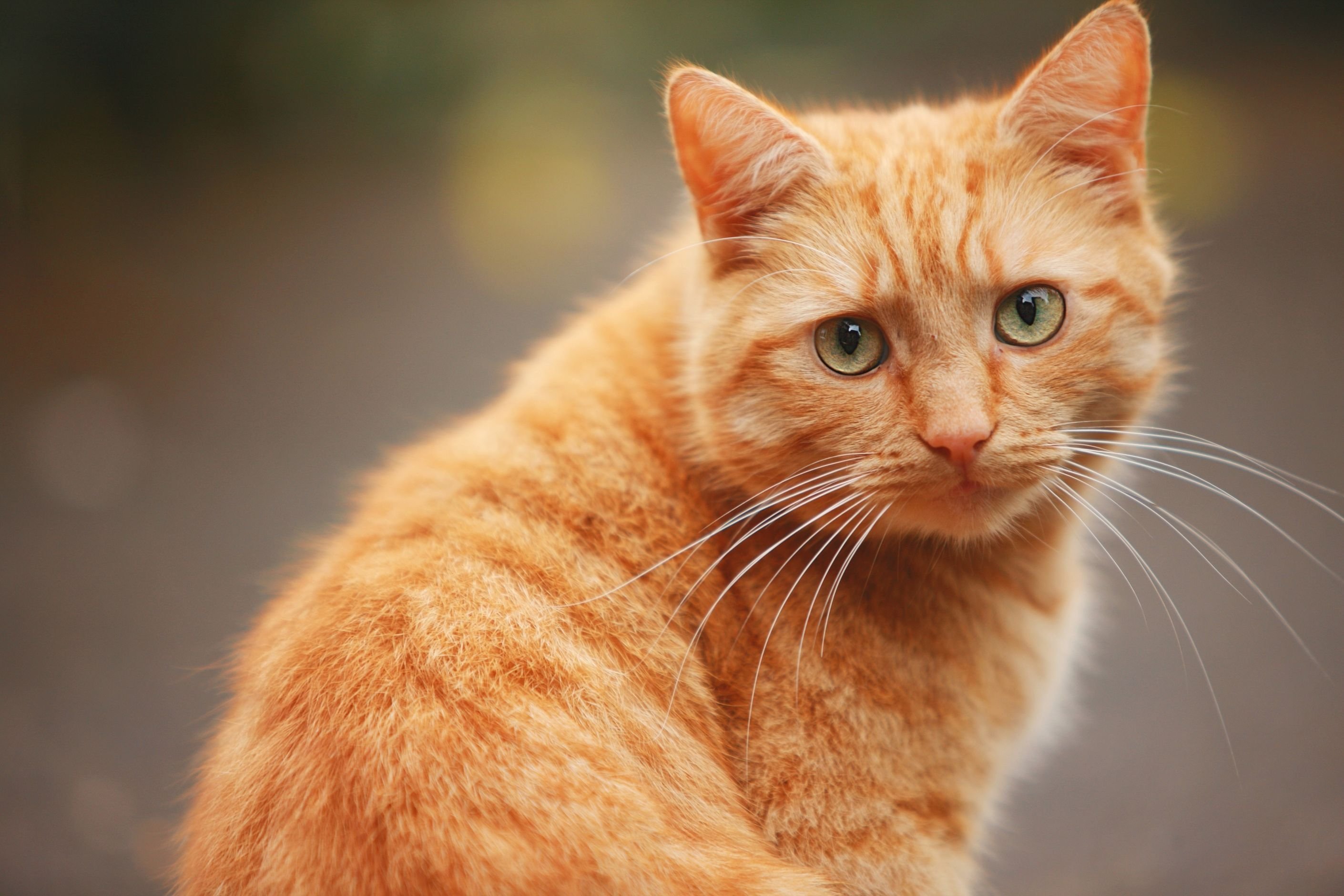 Фоновый рисунок рыжий кот фото