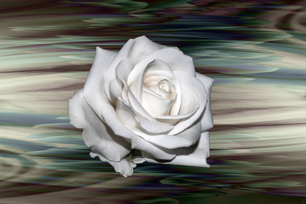 Фоновые рисунки белые розы фото