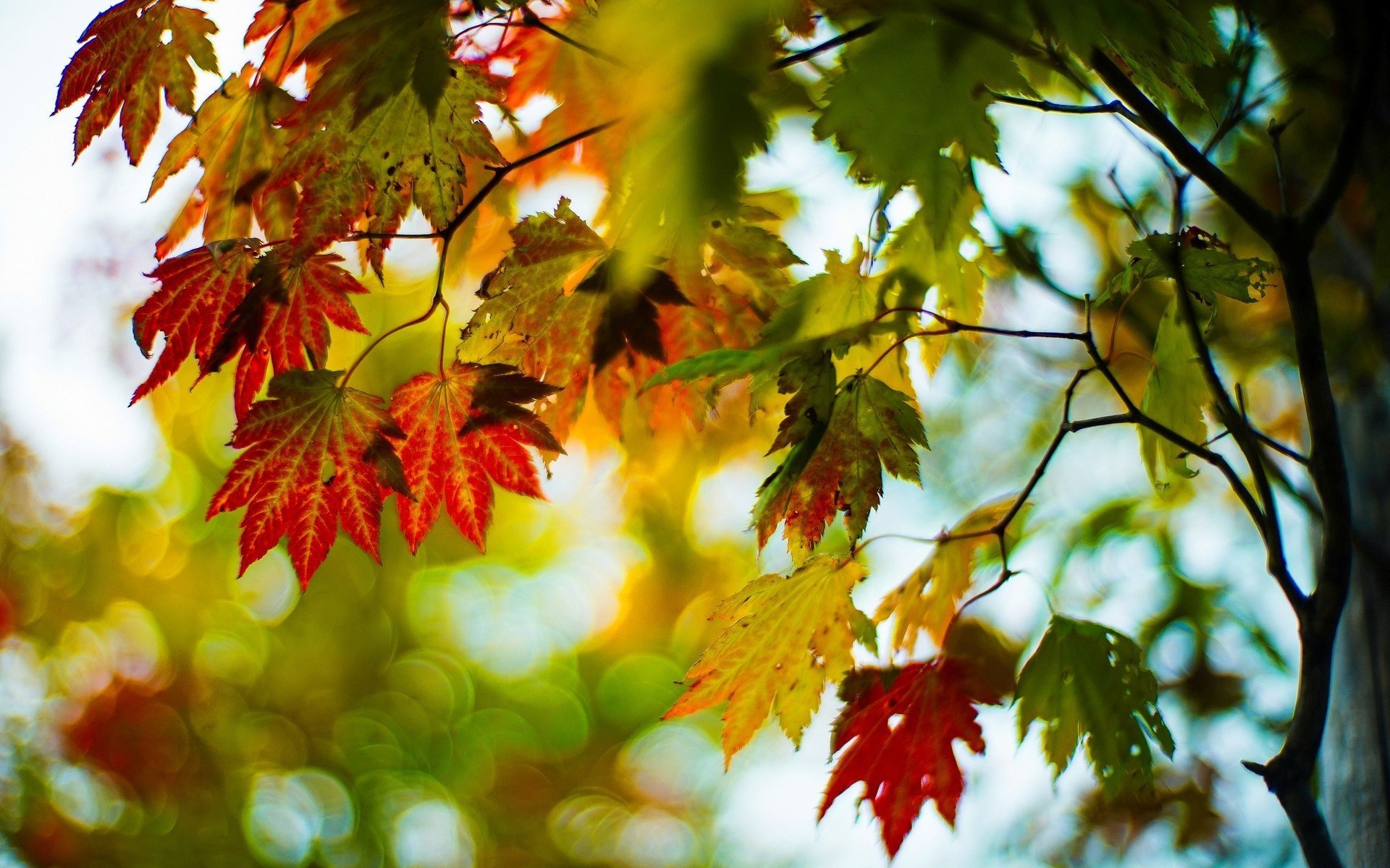 Фоновые рисунки осень стол фото