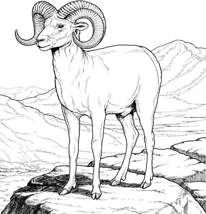 Графические рисунки животных из красной книги фото