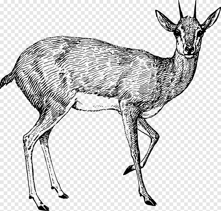 Кабарга животное рисунок фото