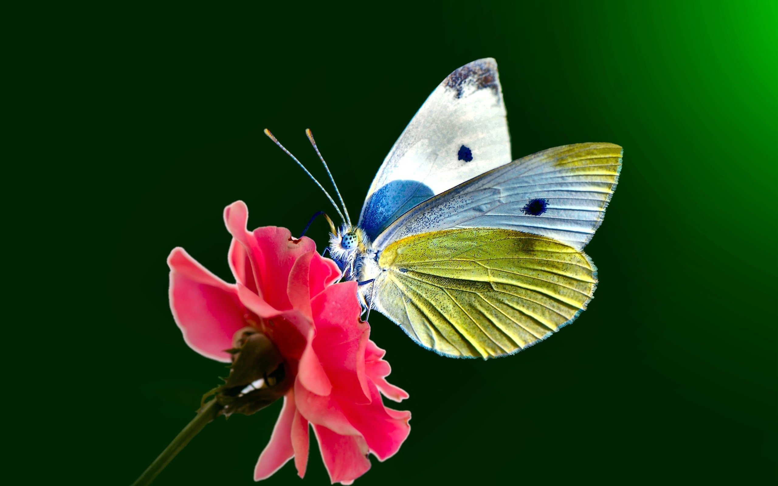 Картинки бабочка и цветок фото