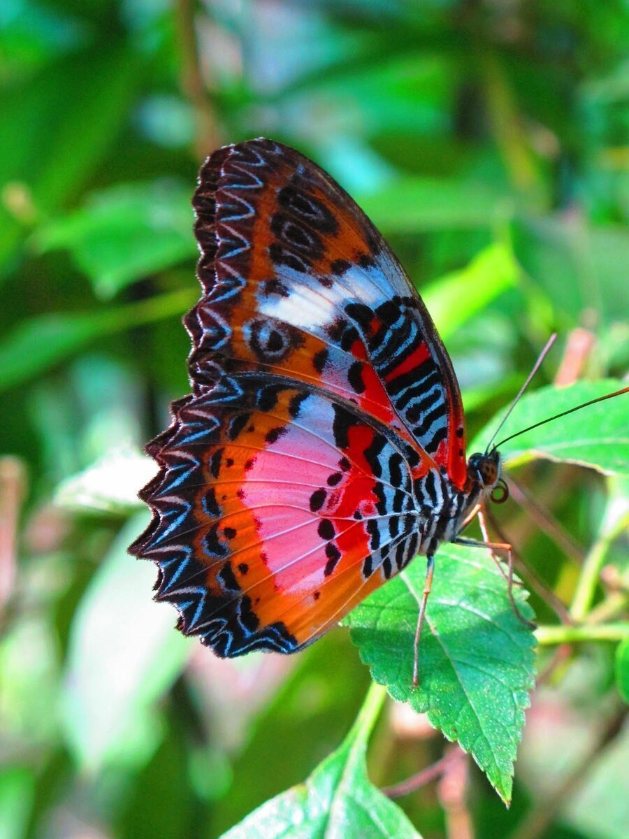 Картинки бабочки красивые фото