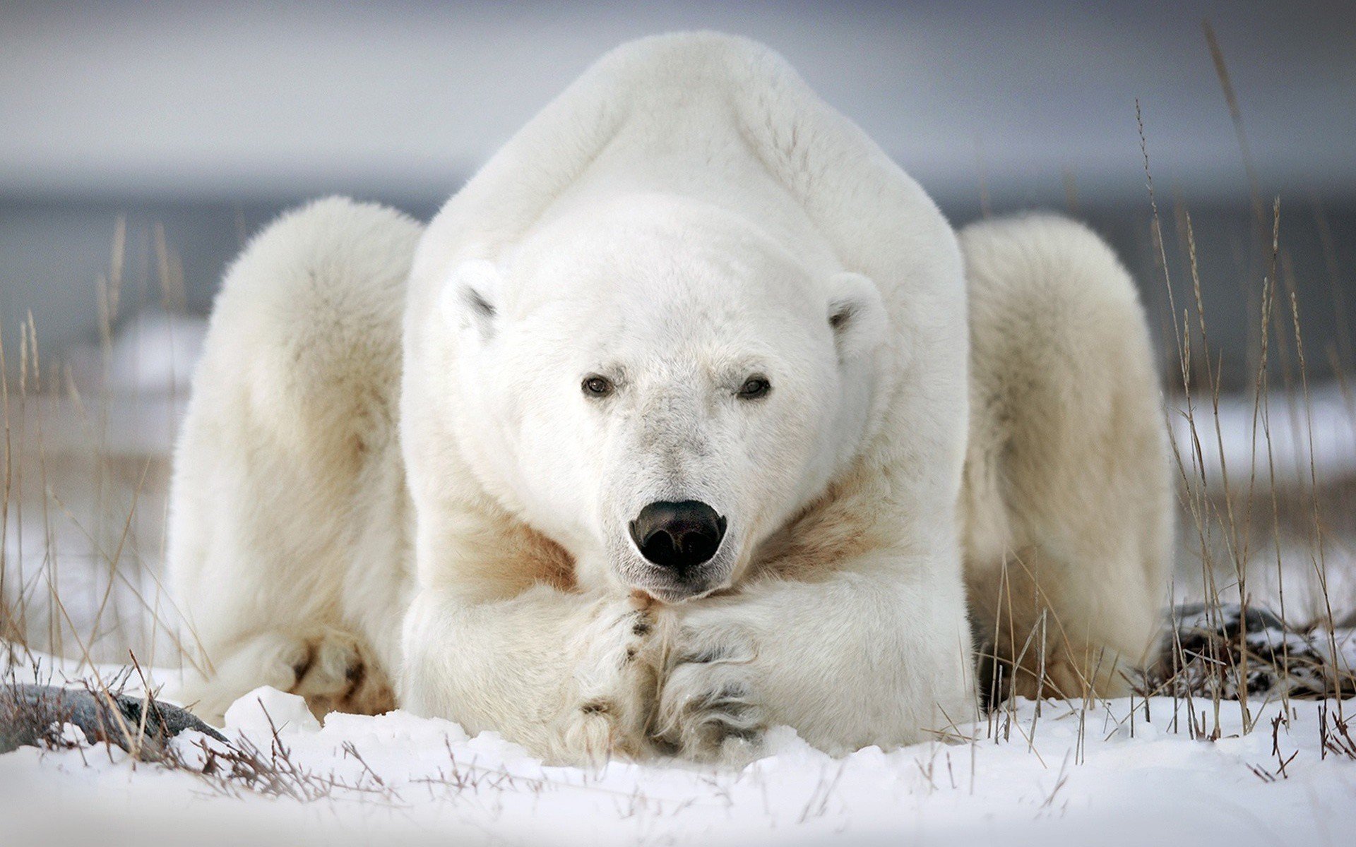 Картинки белый медведь фото