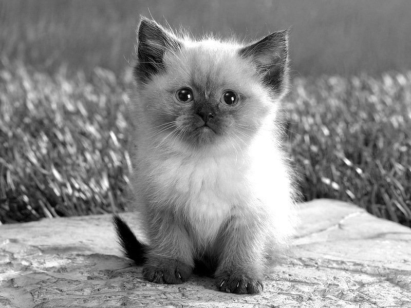 Картинки черно белые котиков фото