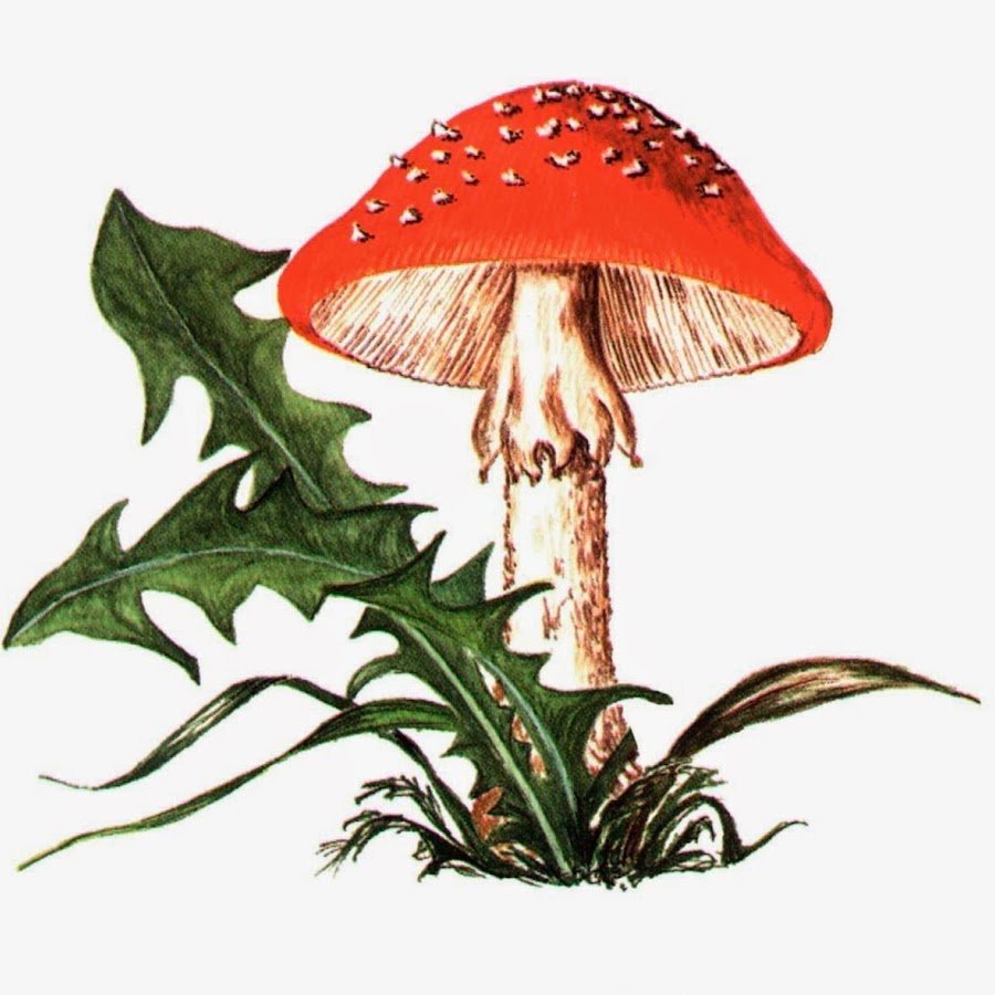 Картинки грибов для дошкольников фото