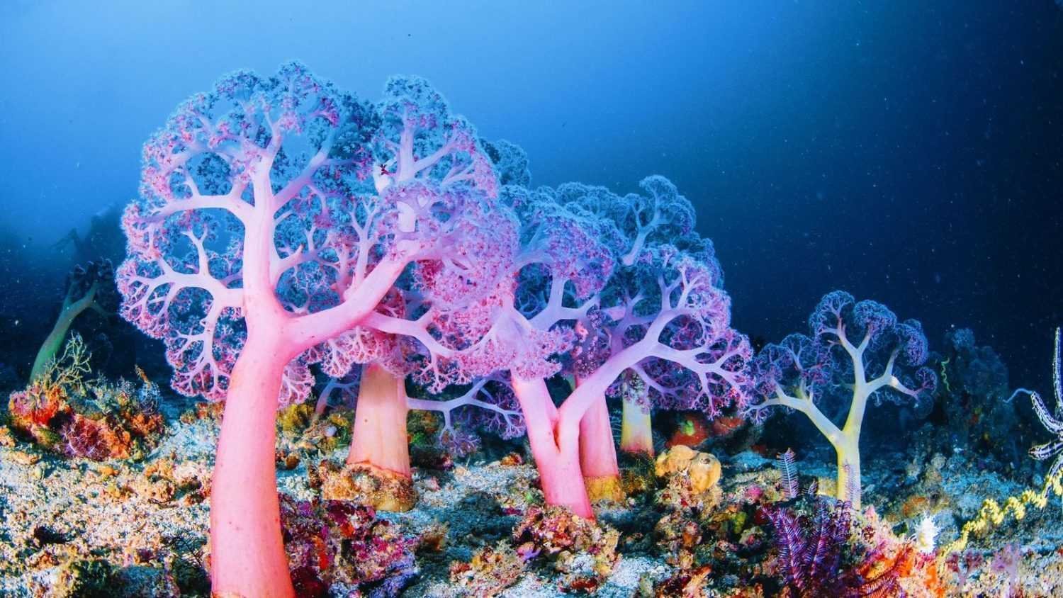 Картинки кораллы фото