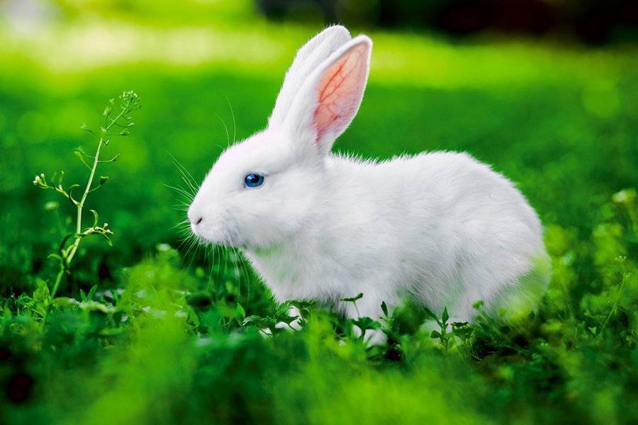 Картинки кролик фото