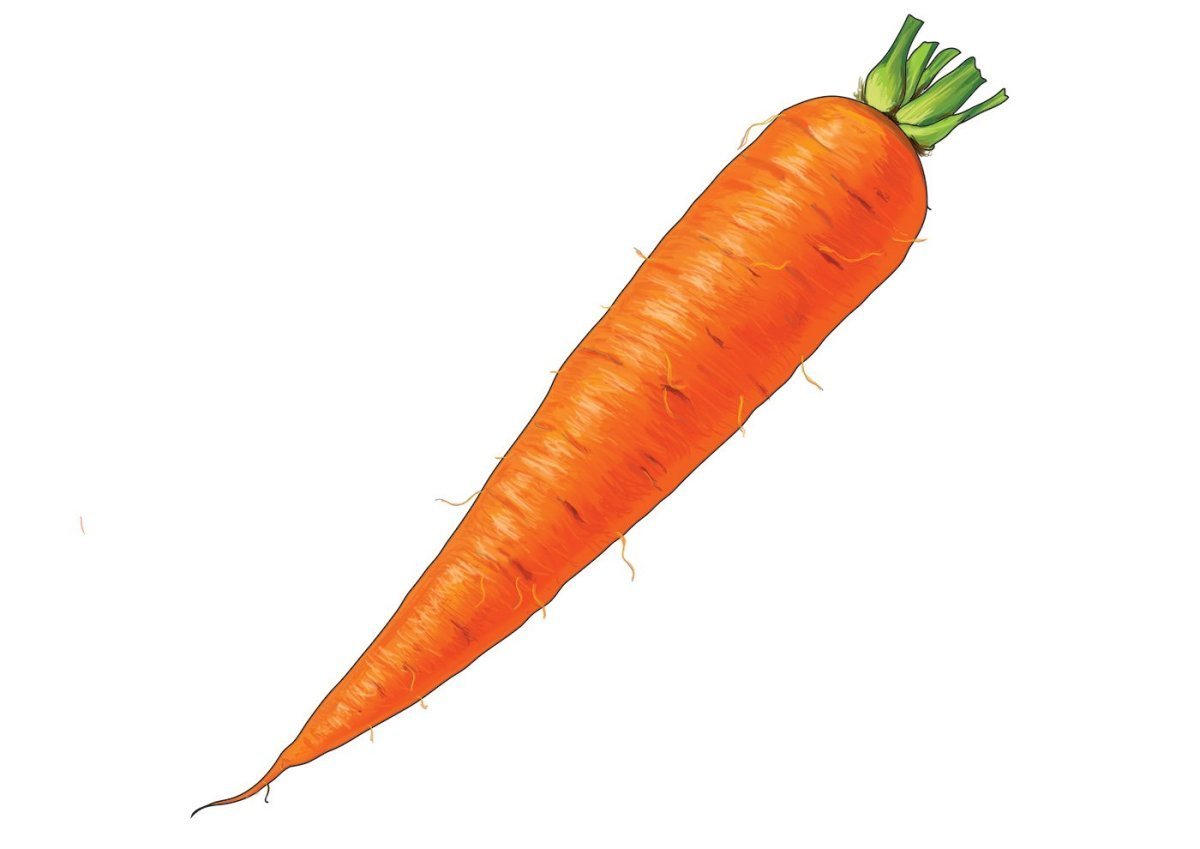 Картинки морковка фото