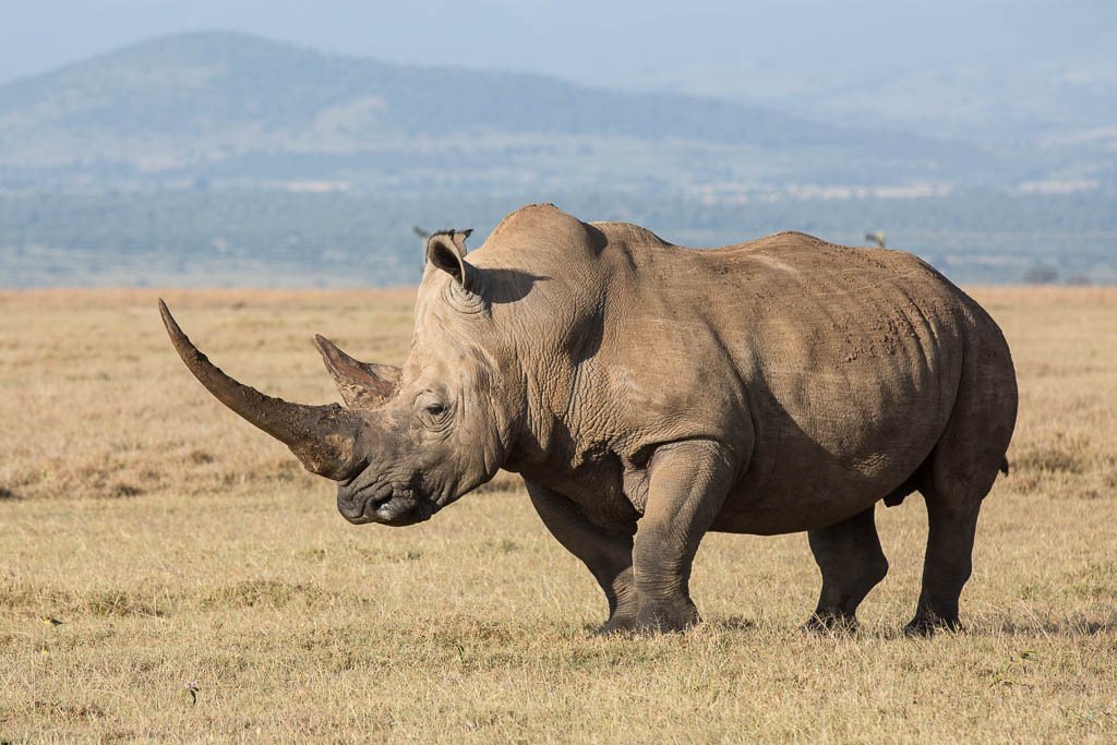Картинки носорог фото