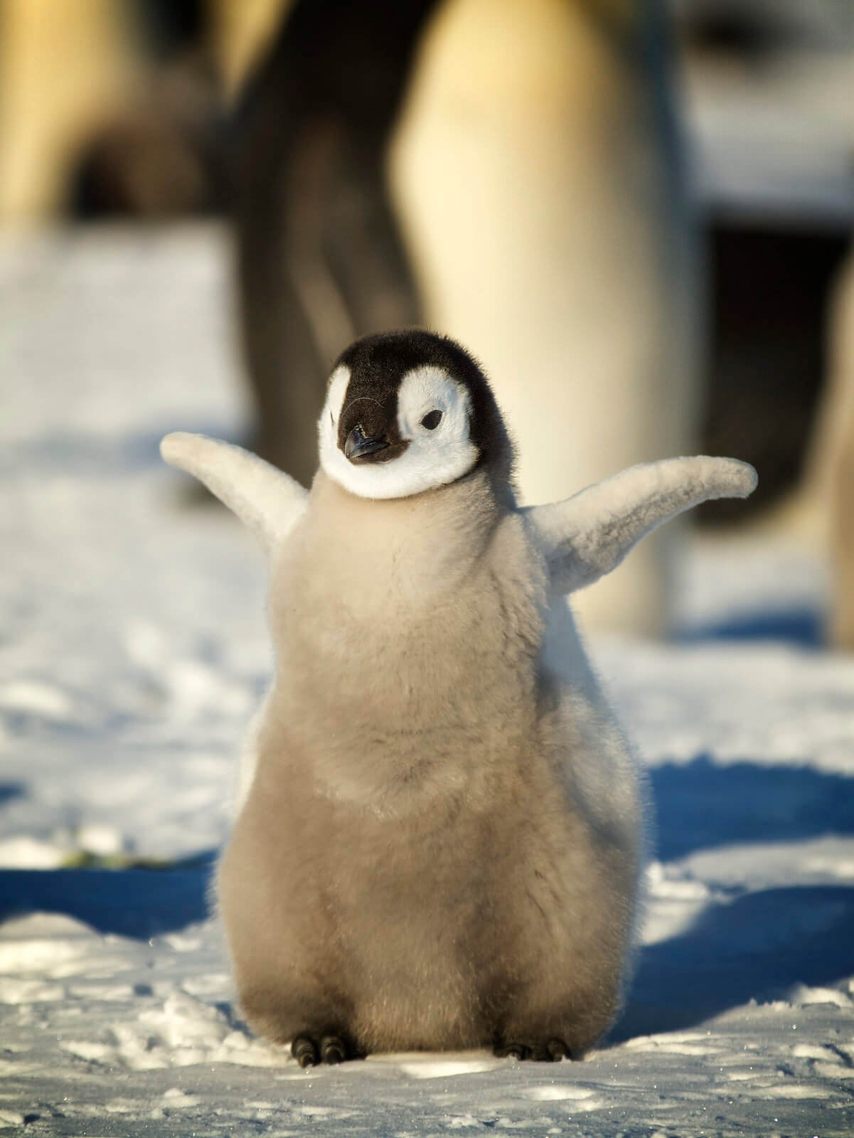 Картинки пингвиненка фото