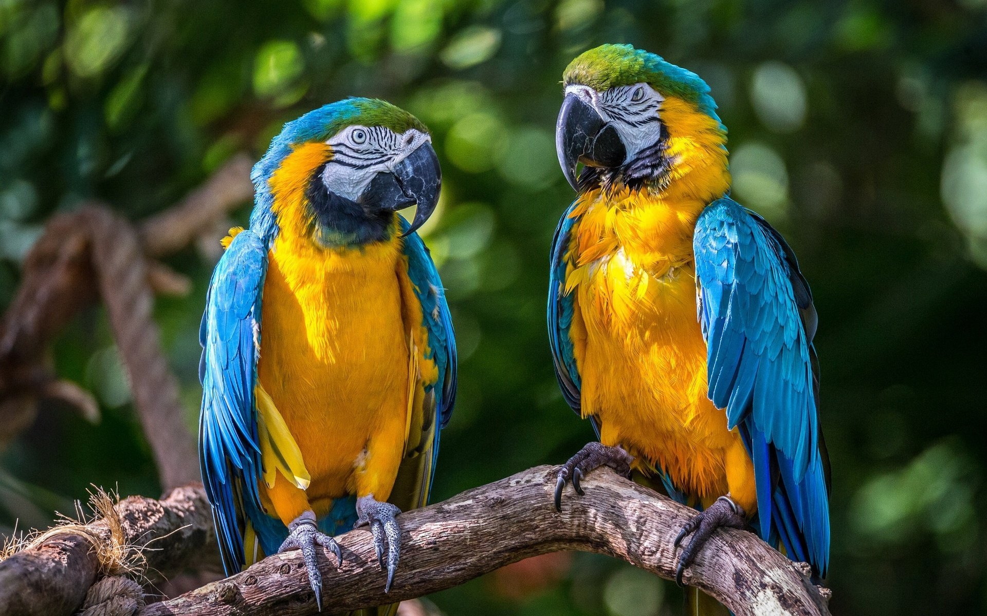 Картинки попугай ара фото