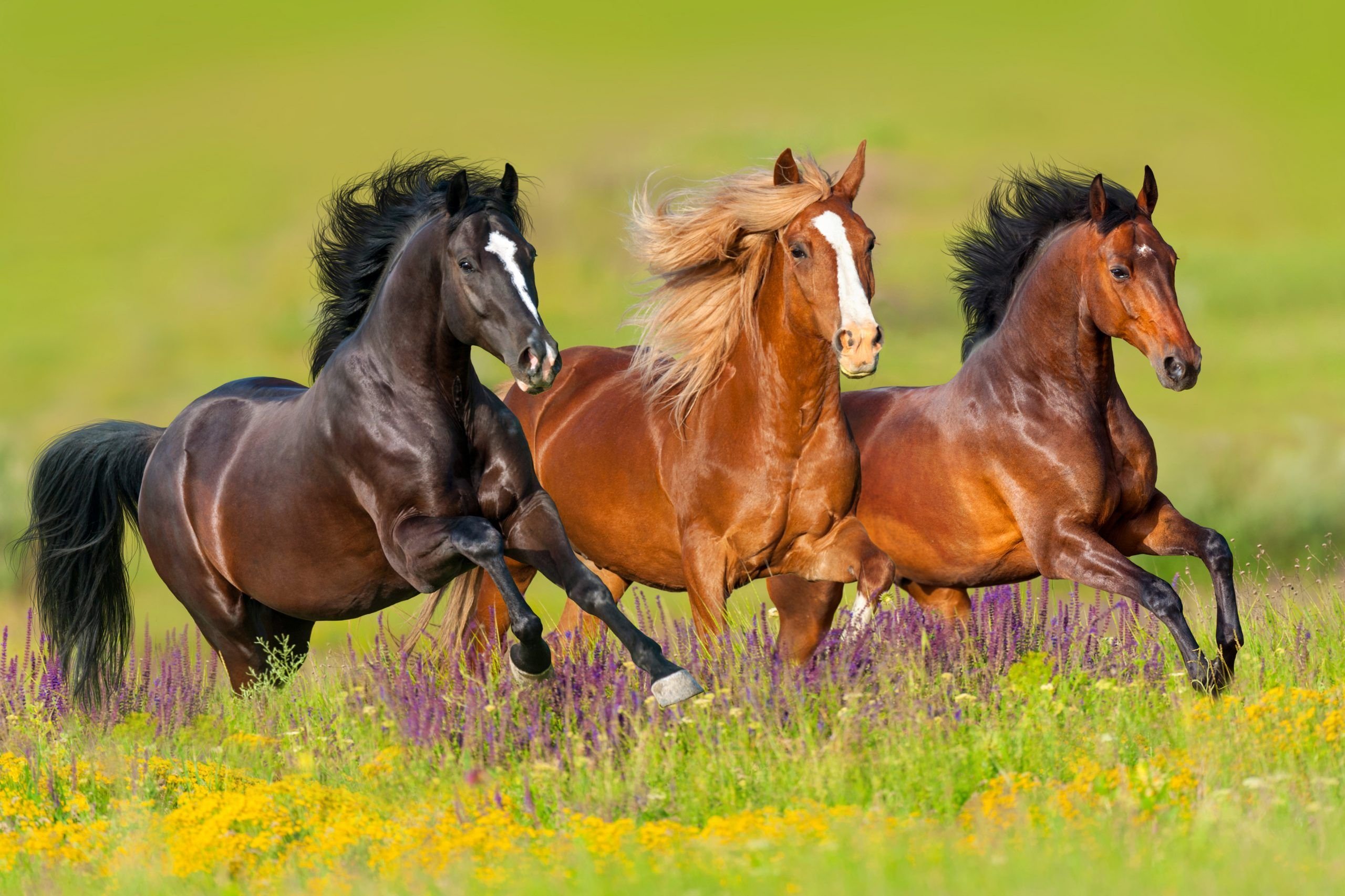 Картинки с лошадьми фото