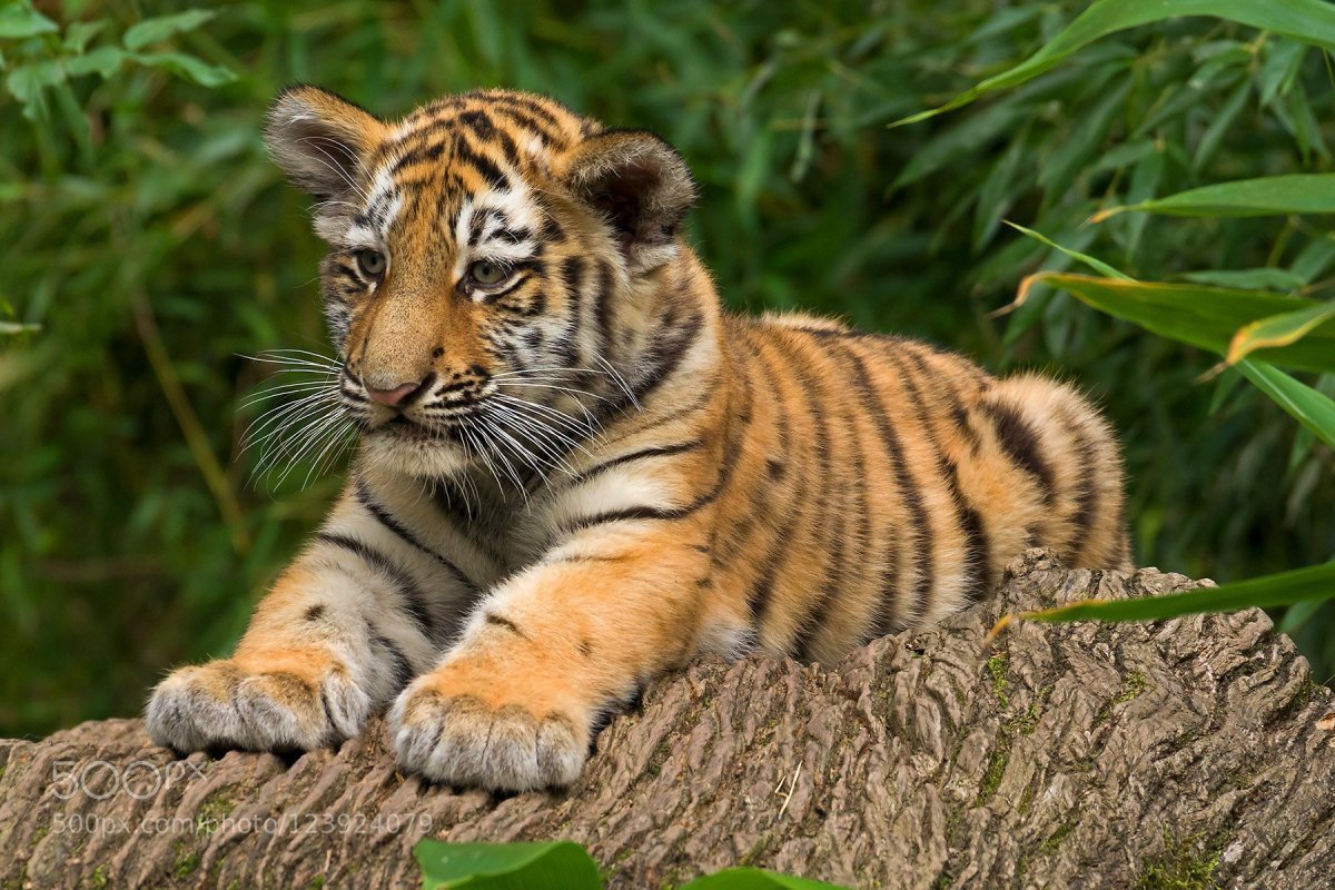 Картинки тигренка фото