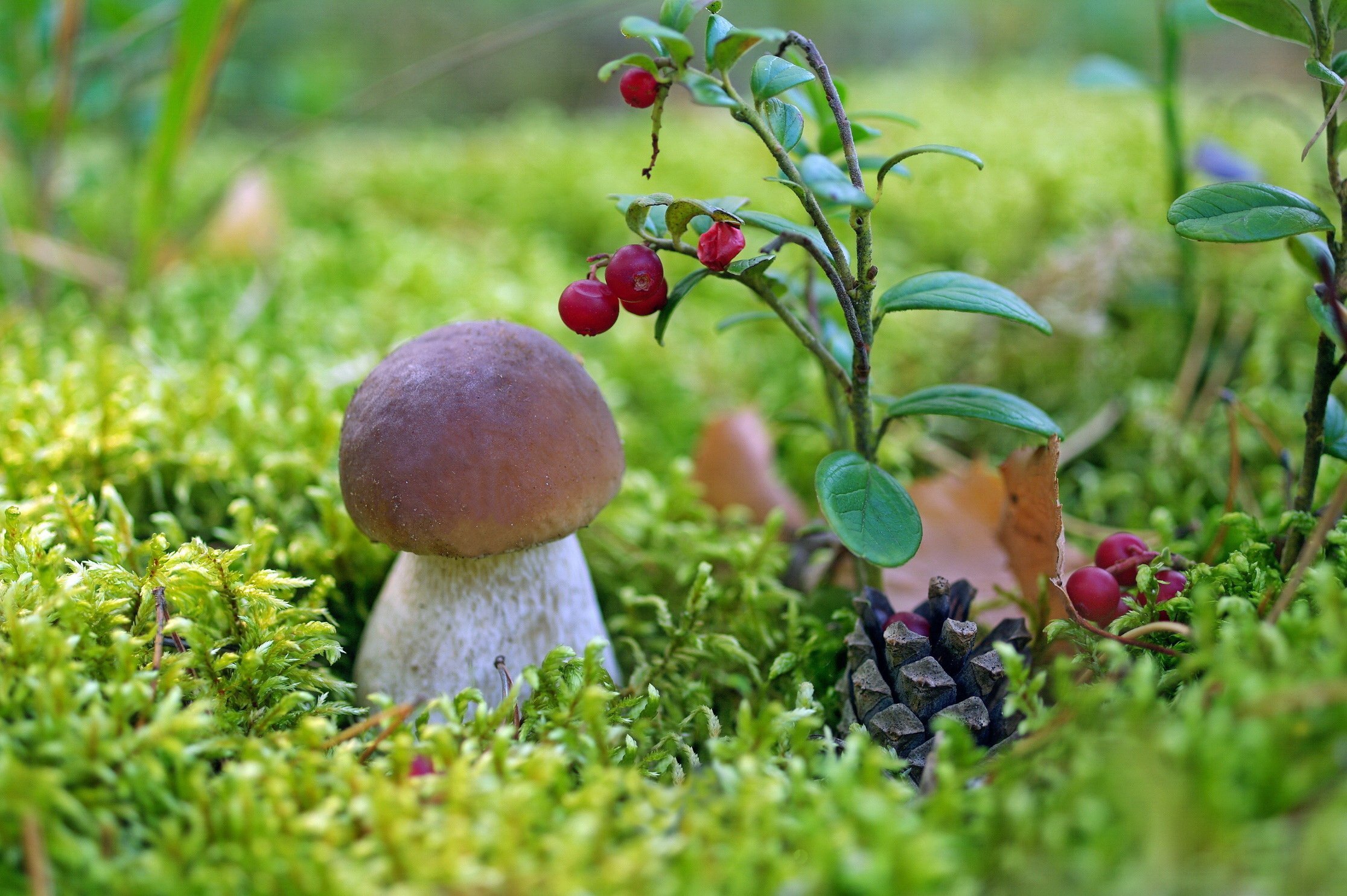 Картинки ягоды грибы фото