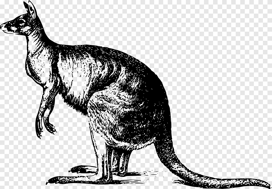 Кенгуру животное рисунок фото