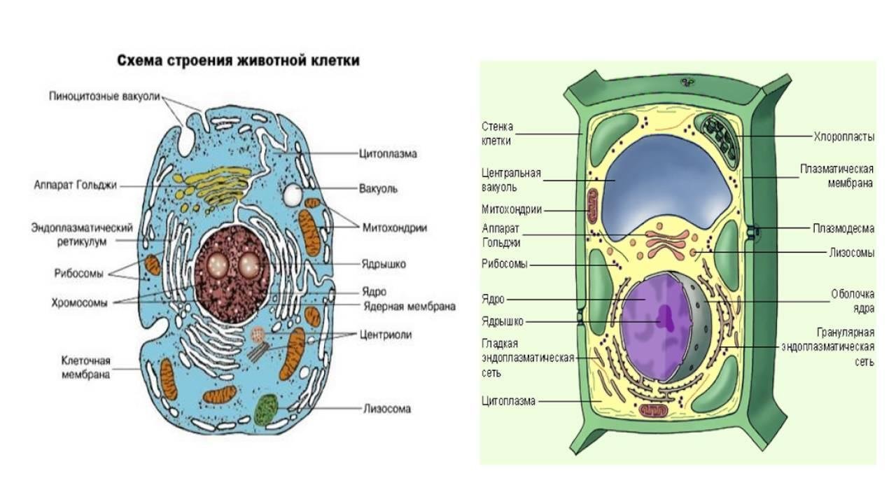 Клетка растительная и животная рисунок фото
