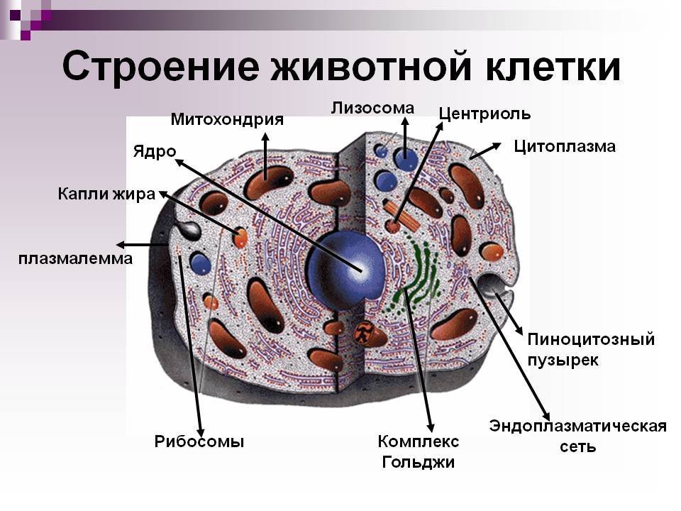 Клетка животного происхождения рисунок фото