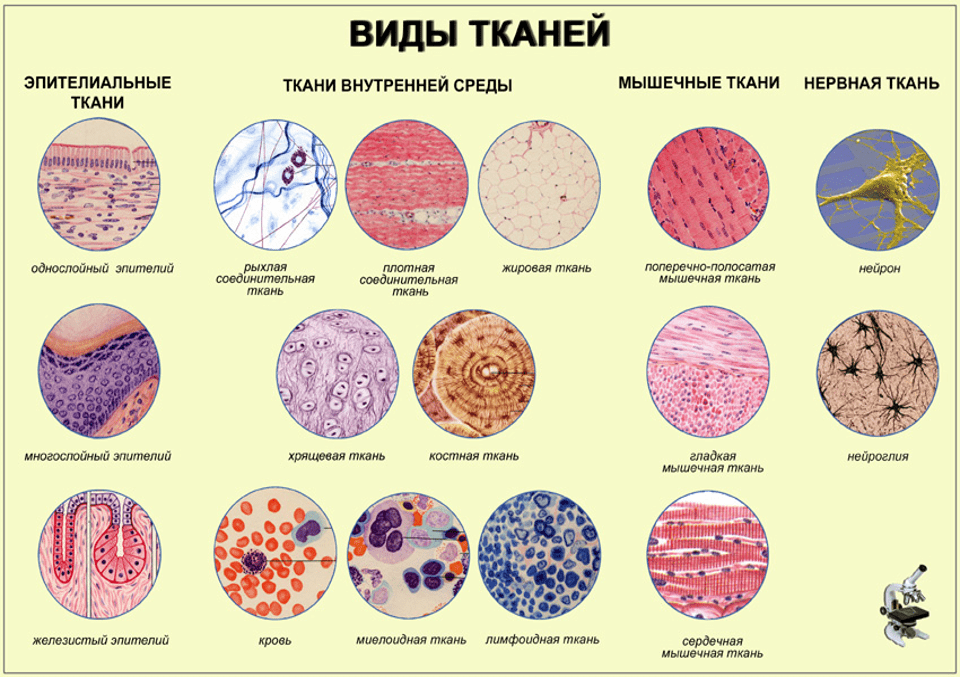 Клетки животной ткани рисунок фото