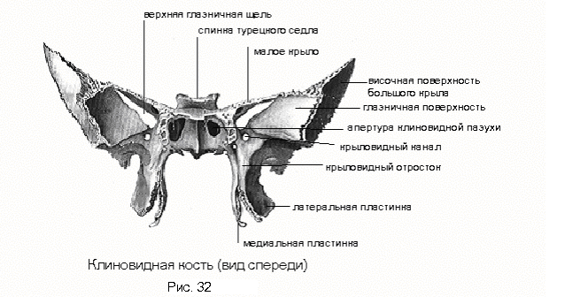 Клиновидная кость животного рисунок фото