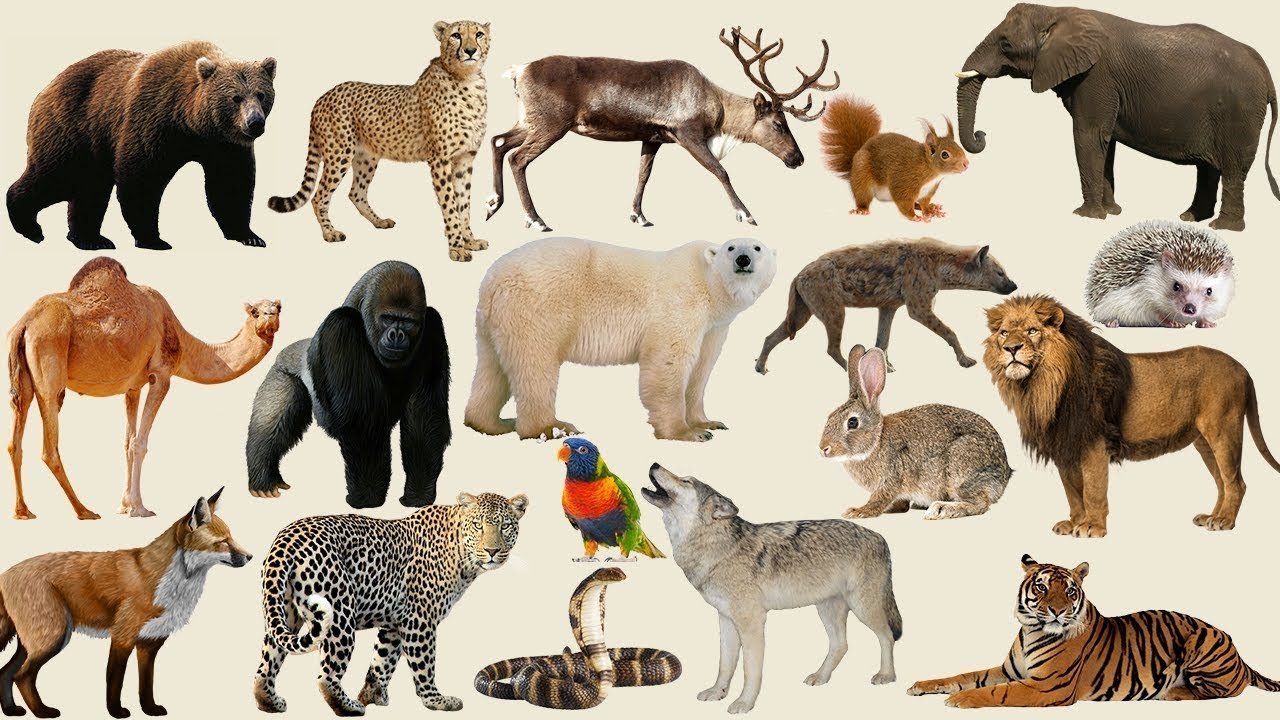 Коллаж из рисунков животных фото