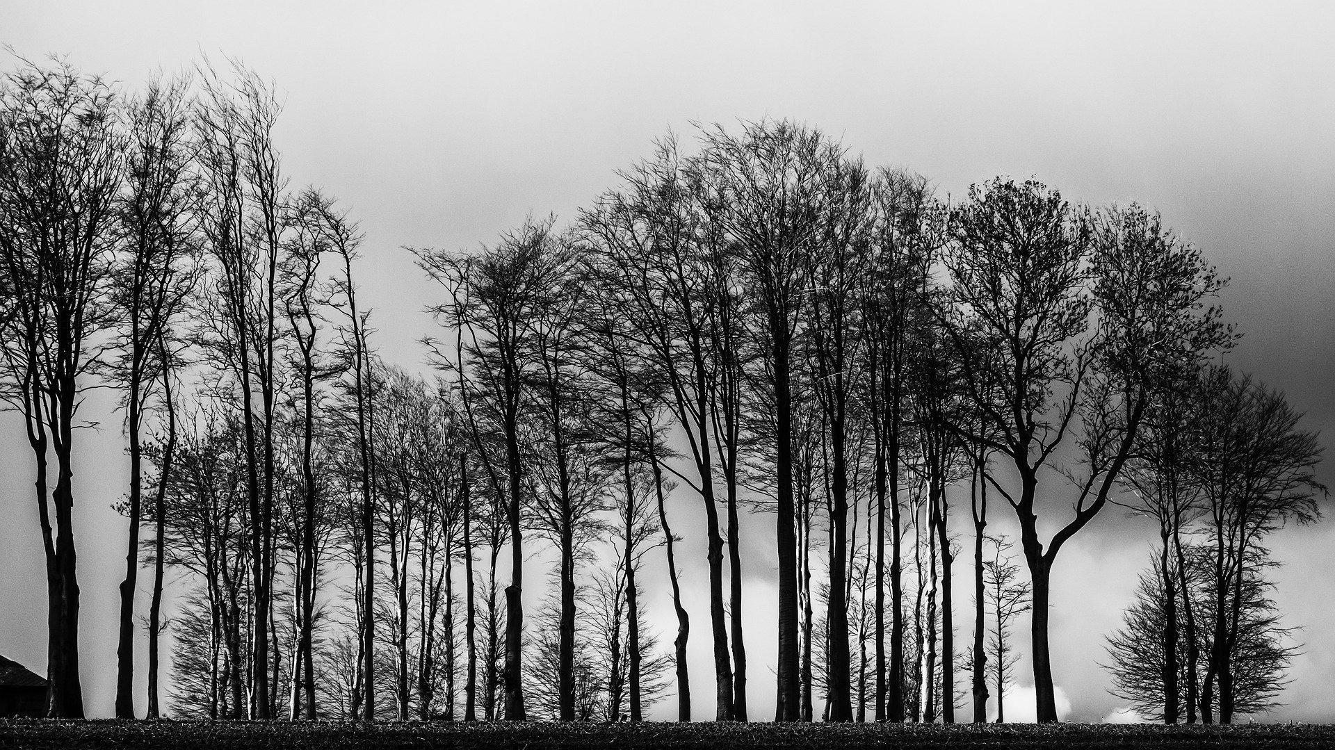 Контур леса на прозрачном фоне фото