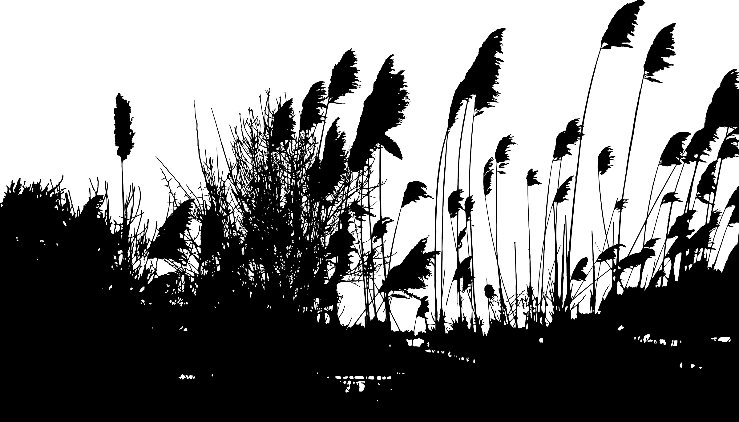 Контур трава на прозрачном фоне фото