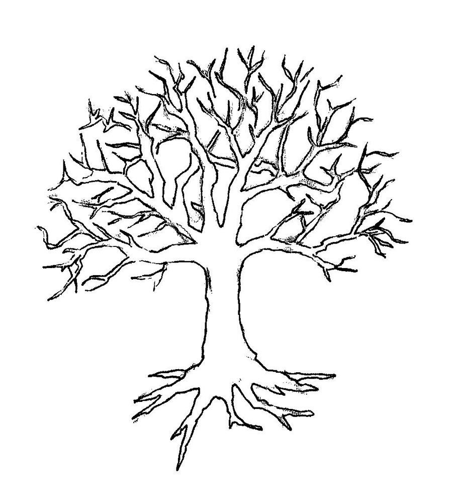Контурный рисунок дерева без листьев фото
