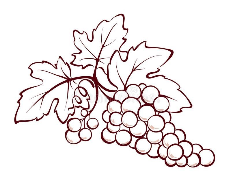 Контурный рисунок виноградной лозы фото
