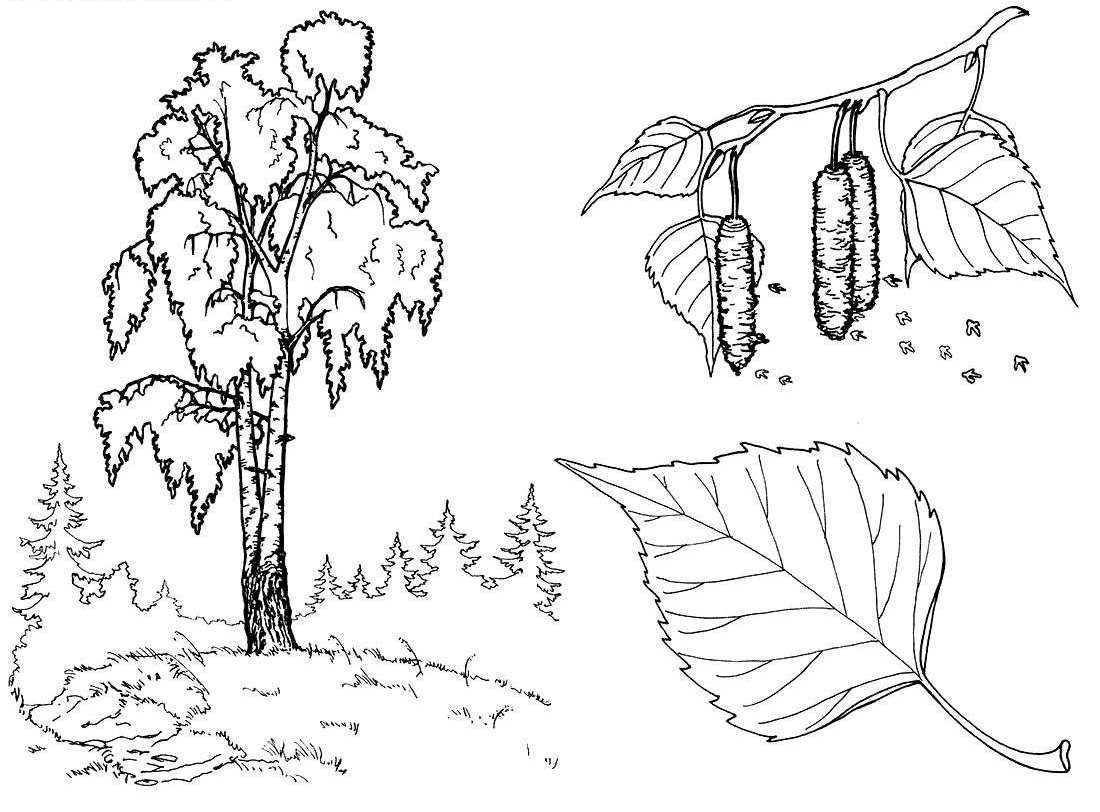Контурные рисунки листьев дуба березы клена липы осины фото