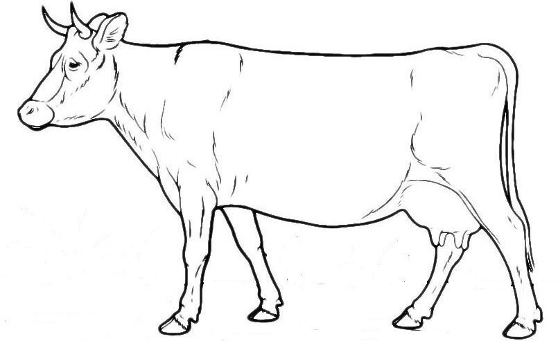 Корова рисунок контурный фото
