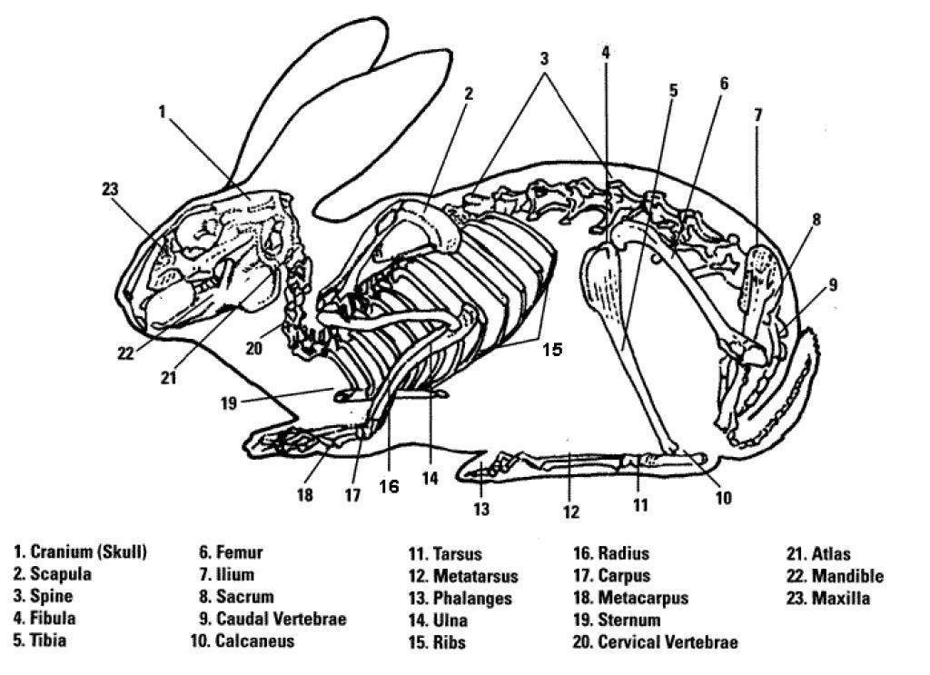 Кости животных анатомия рисунки фото