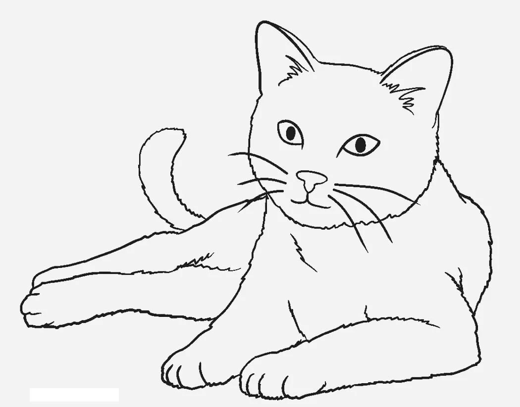 Котик контурный рисунок фото
