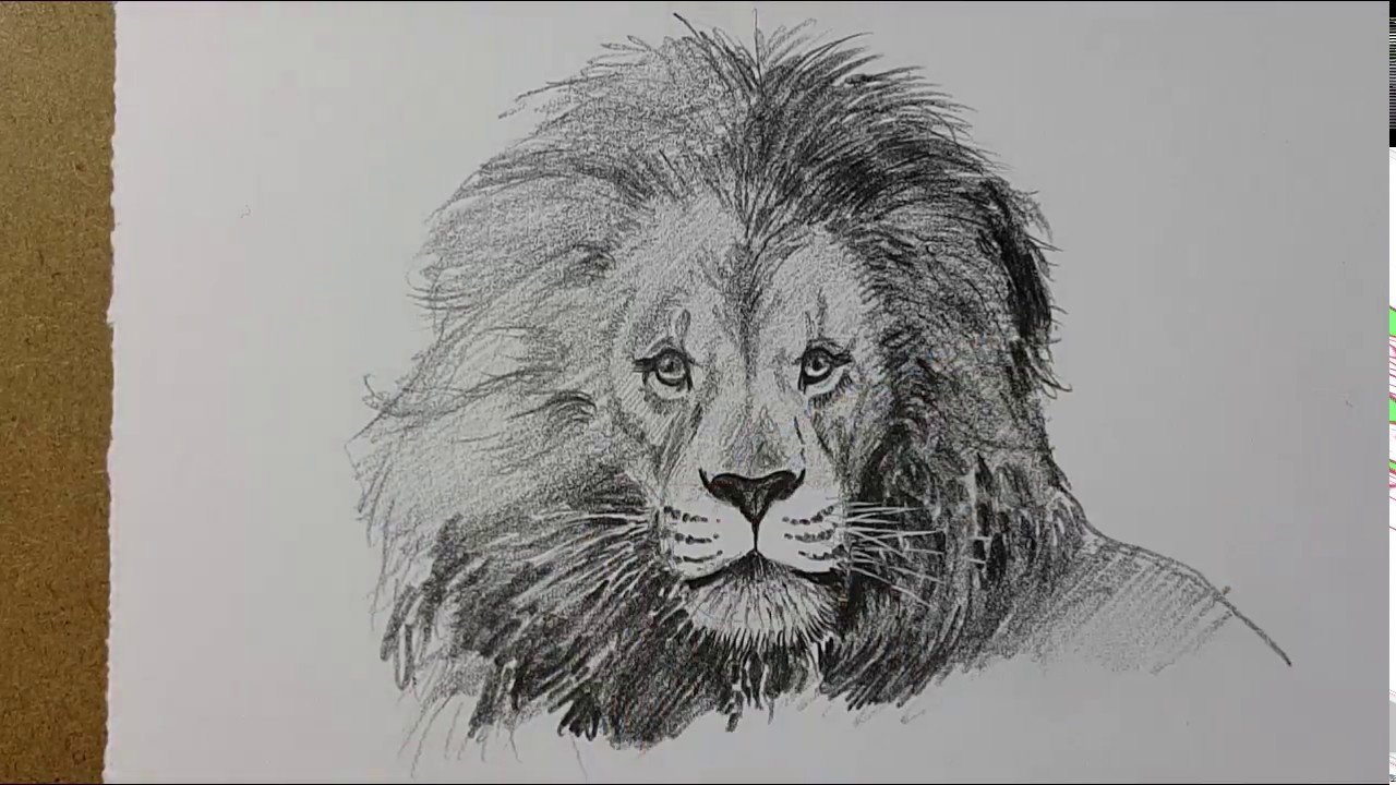 Красивый рисунок карандашом для начинающих лев фото