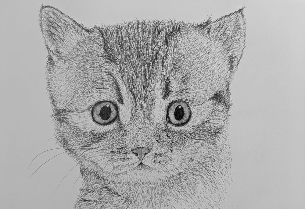Красивый рисунок кошки для начинающих фото