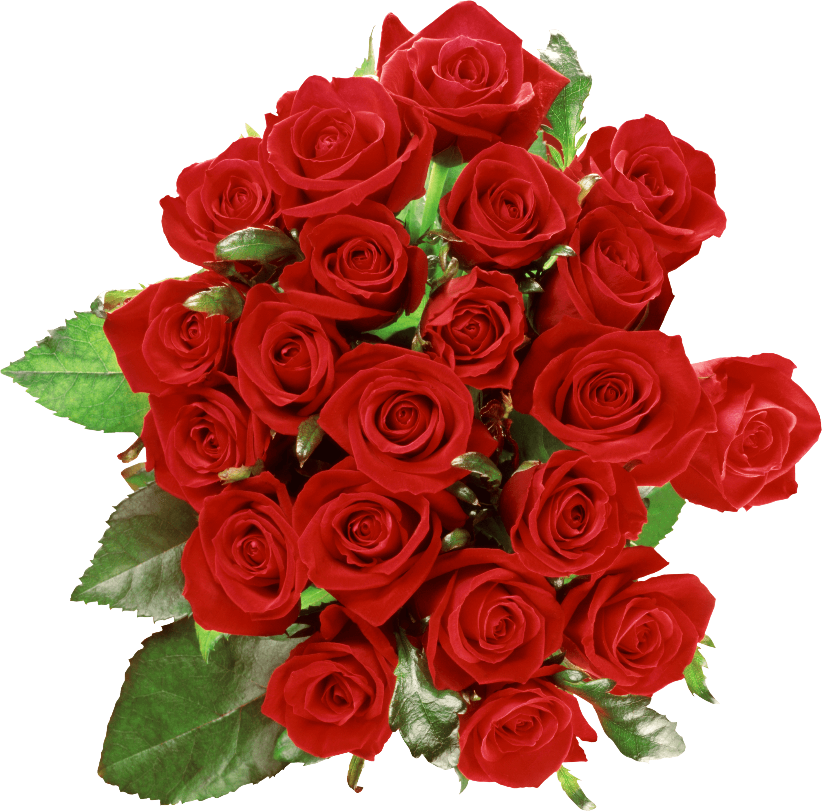 Красивые красные розы на прозрачном фоне фото