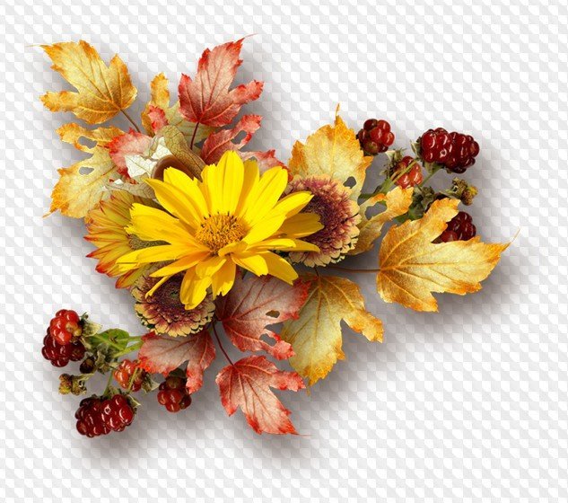 Красивые осенние цветы на прозрачном фоне фото
