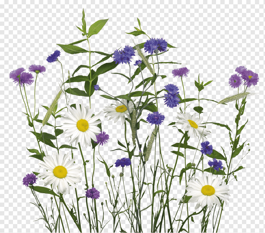 Красивые полевые цветы на прозрачном фоне фото