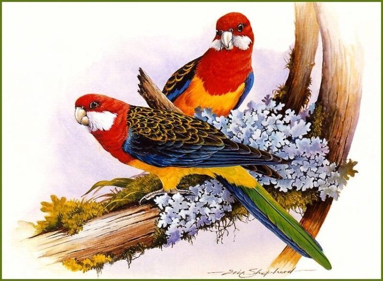 Красивые птицы детские рисунки фото