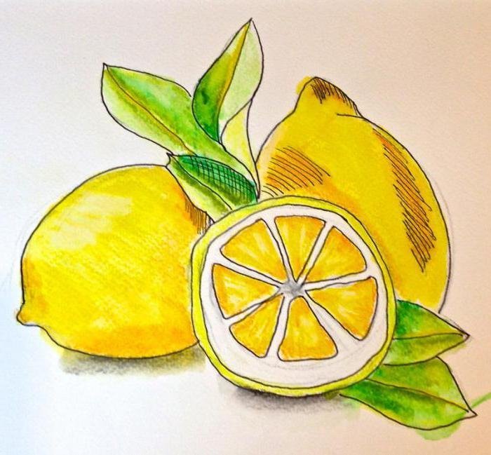 Красивые рисунки фруктов карандашом для начинающих фото