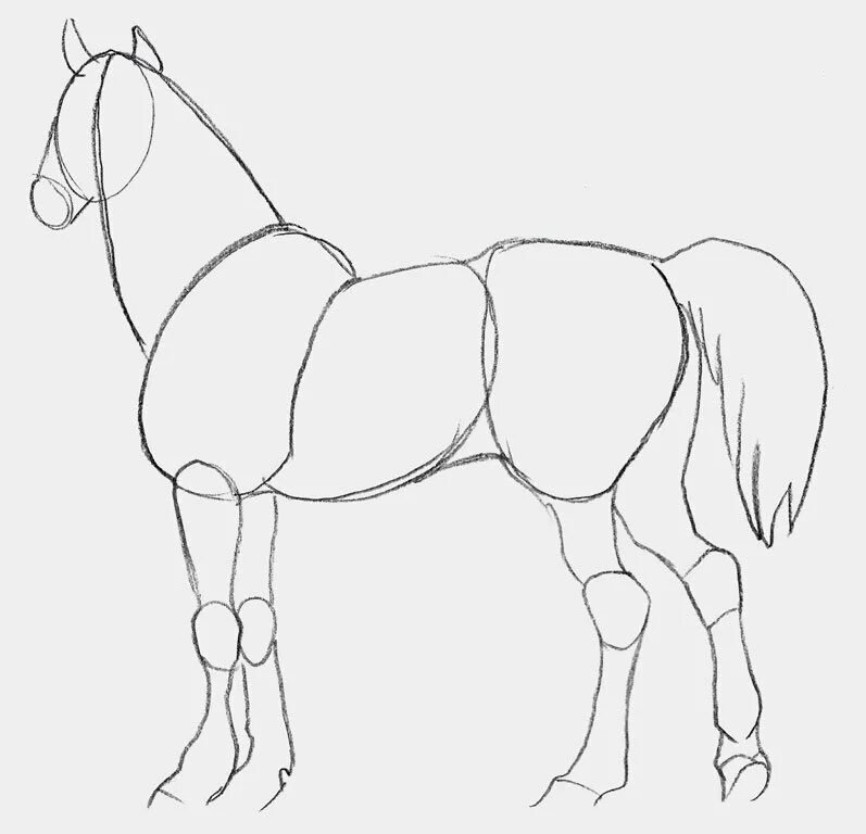 Красивые рисунки карандашом для начинающих лошади фото