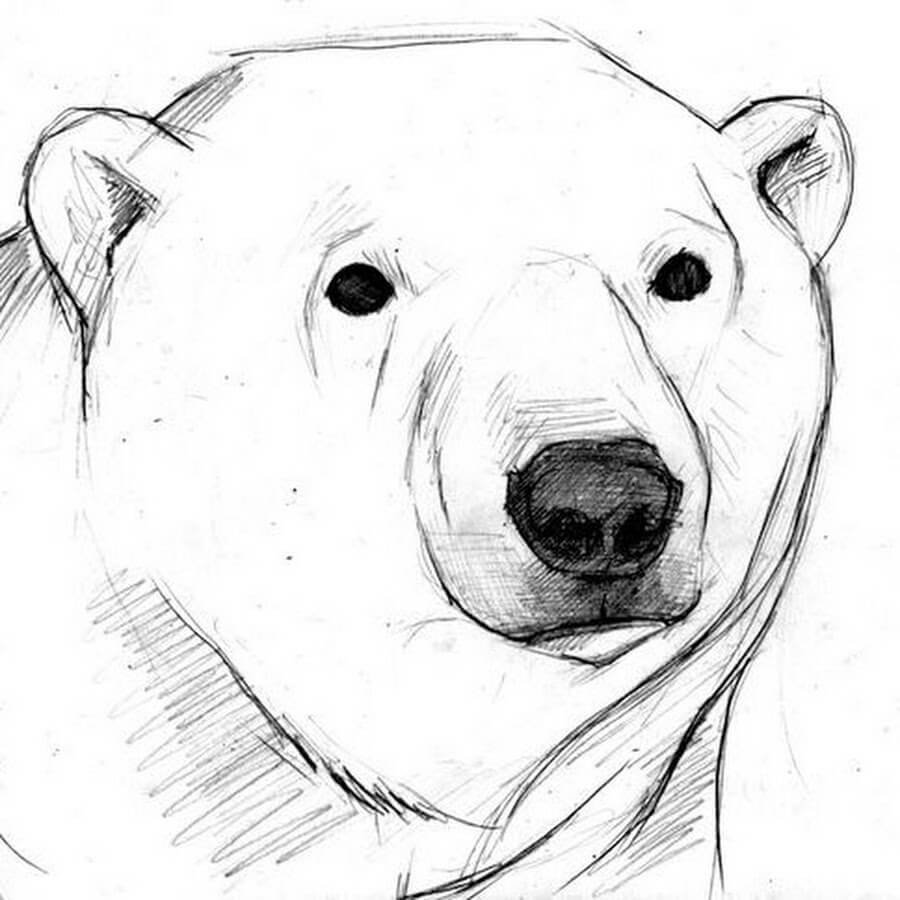 Красивые рисунки карандашом для начинающих медведи фото