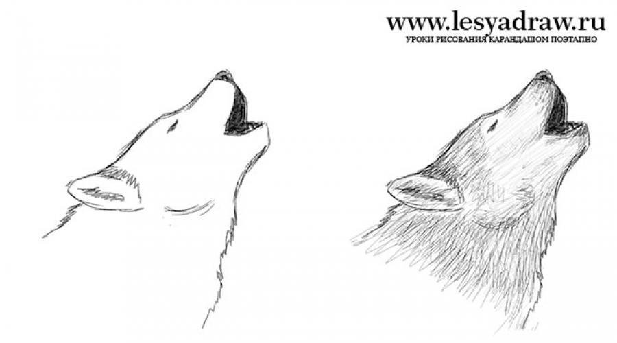 Красивые рисунки карандашом поэтапно волка фото