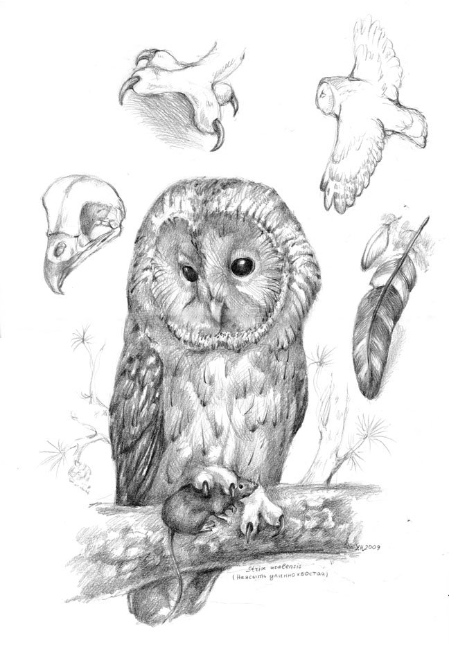 Красивые рисунки карандашом животные и птицы фото