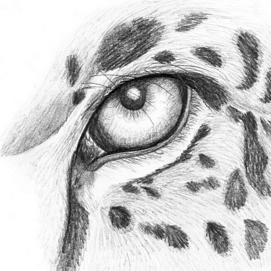 Красивые рисунки простым карандашом для начинающих животные фото
