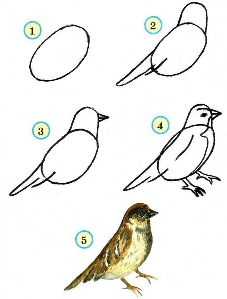 Красивые рисунки птиц для начинающих фото